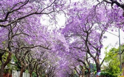 The Ultimate Guide to Pretoria