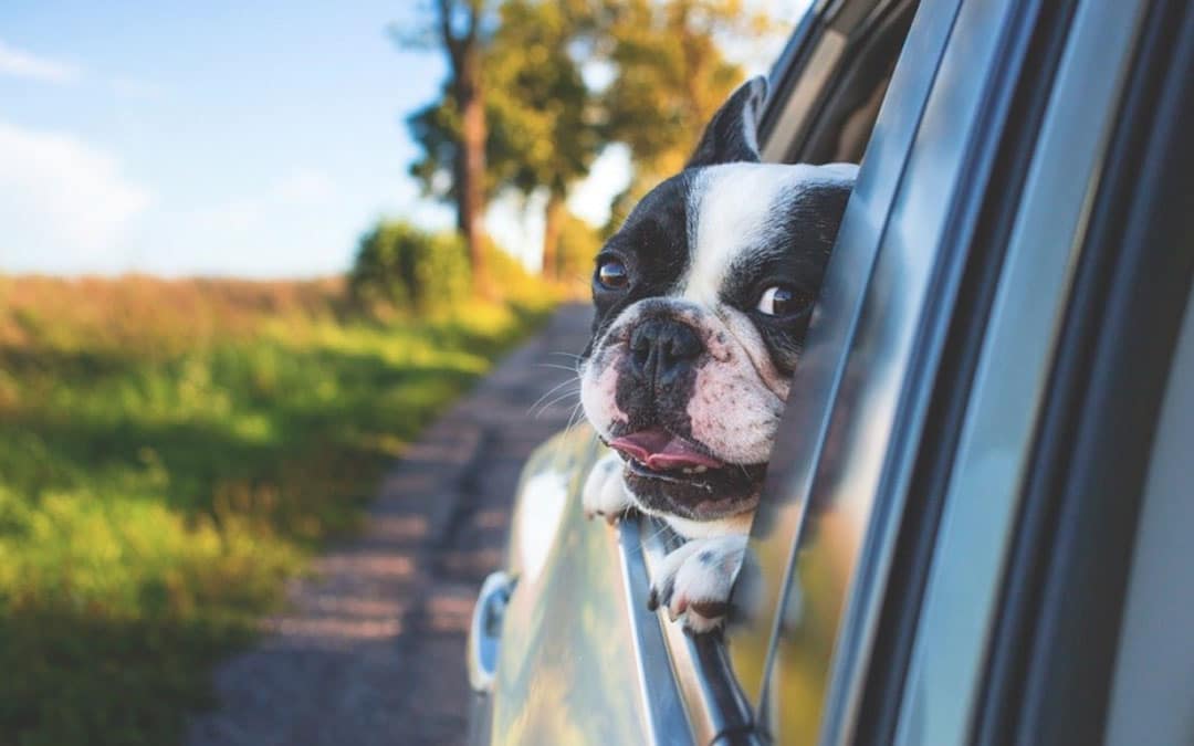 Dog peeking out the window of a car