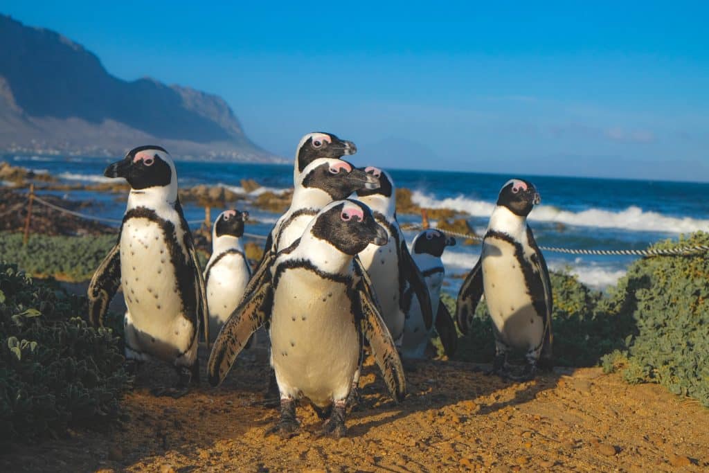 Pinguins africanos