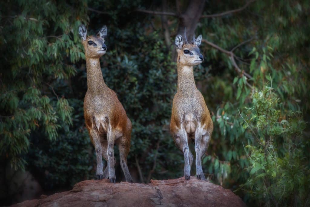 Pilanesberg, Parque Nacional de Pilanesberg, África do Sul