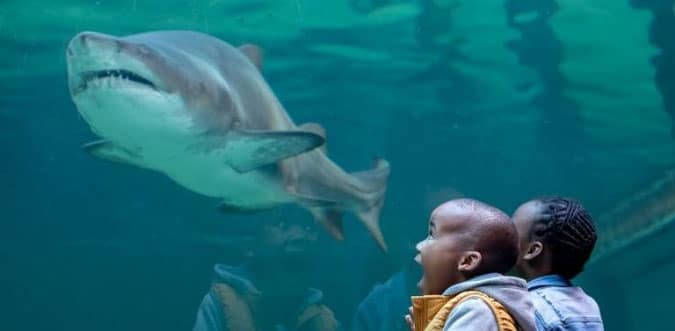 Two Oceans Aquarium in Cape Town with Children looking at the tank