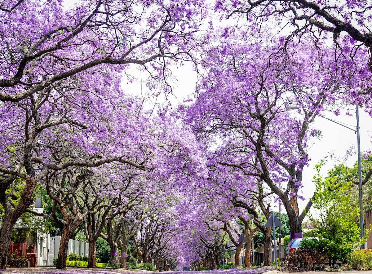 árvores de jacarandá em Pretória