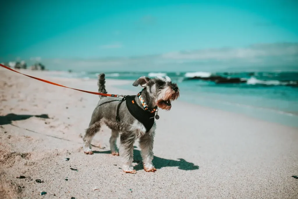 Dog walking on the beach