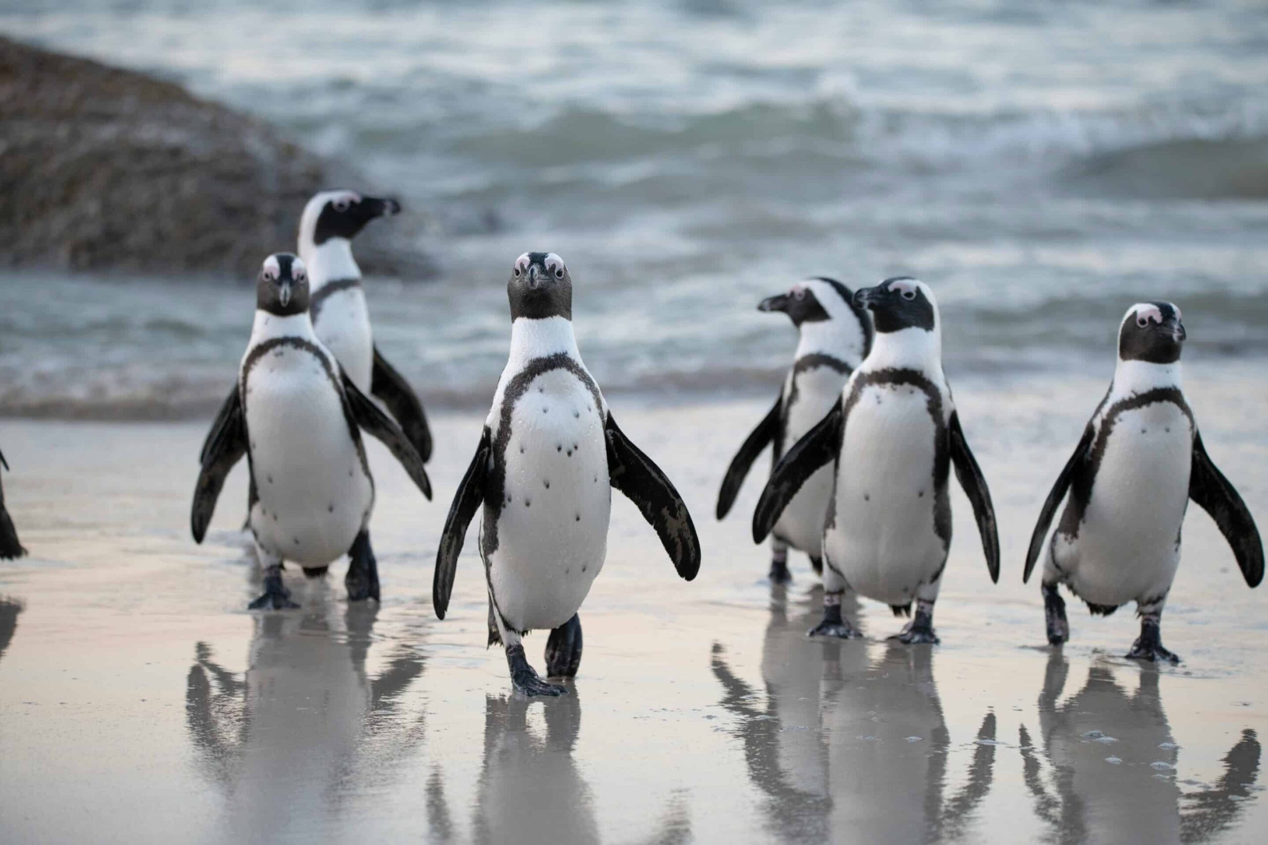 family of penguins in cape town
