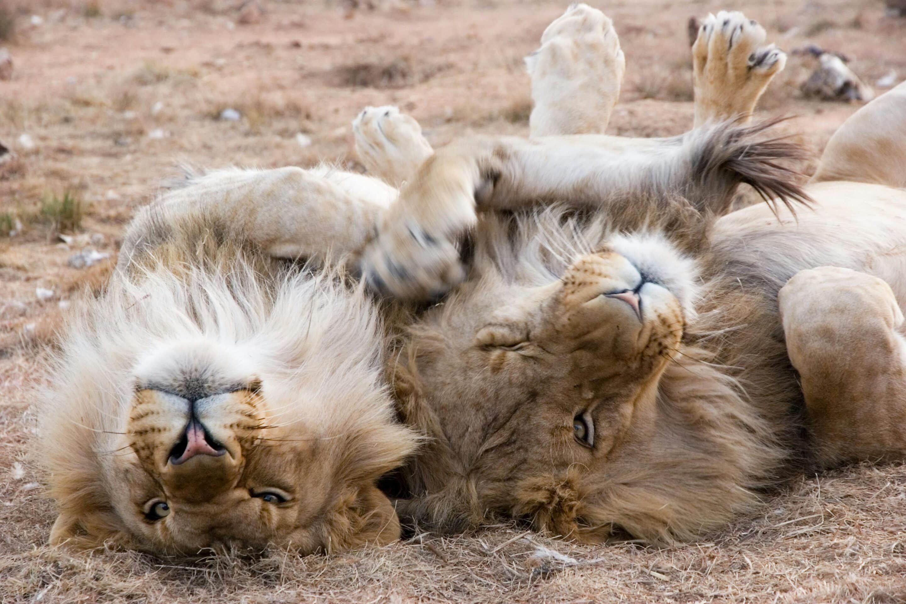 lions playing in the Kruger national park