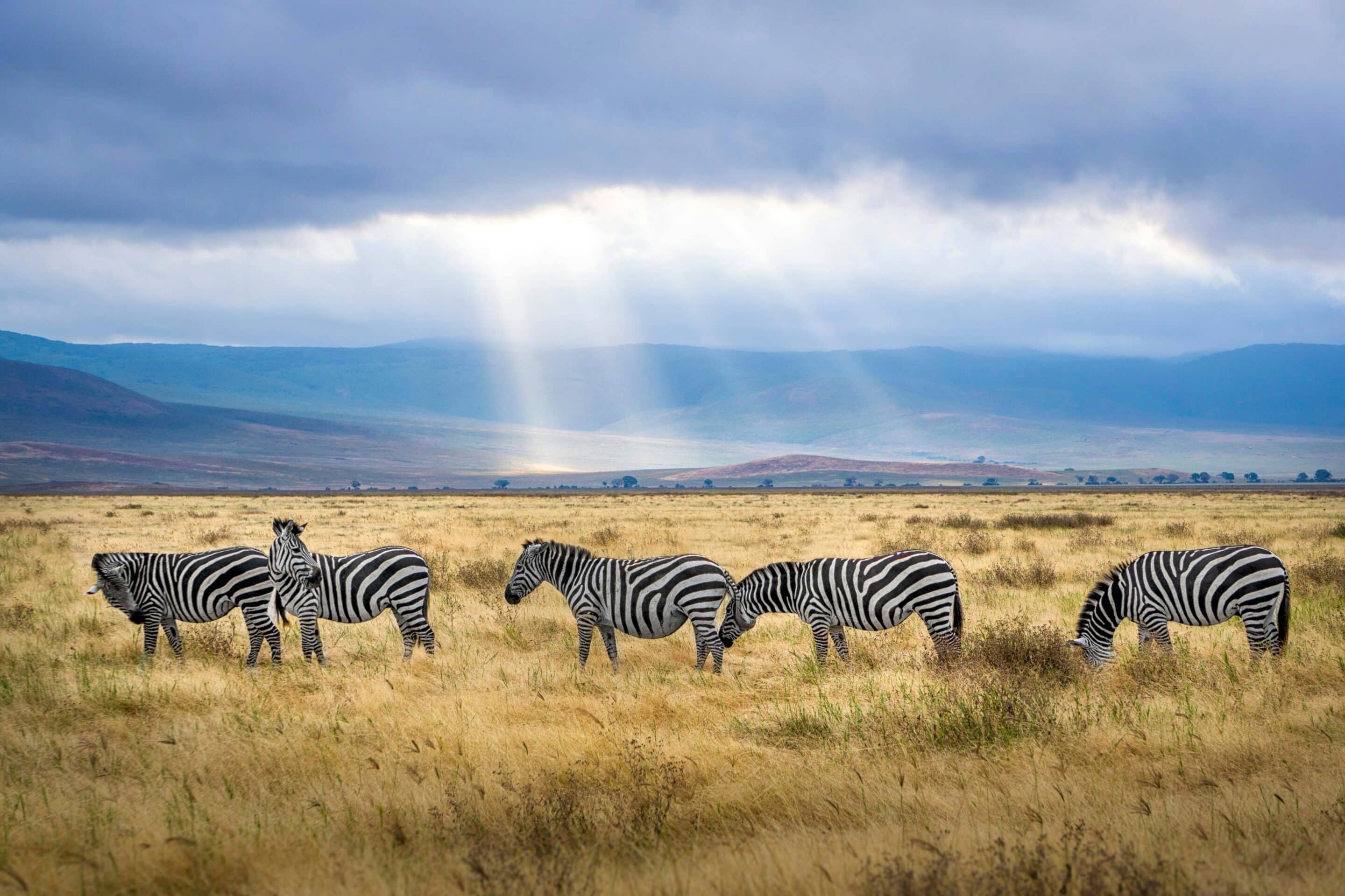zebras in the wild